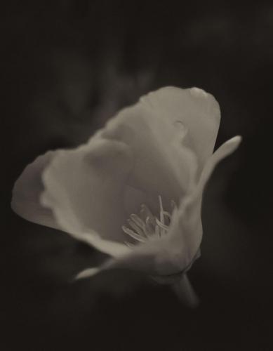 DSC 0657-Edit-1